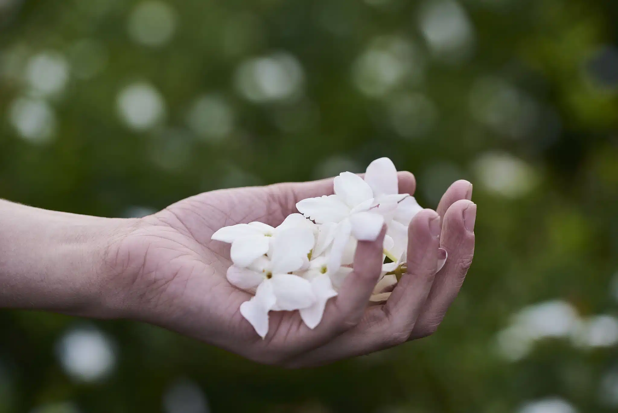 cueillette jasmin robertet et siège robertet grasse octobre 2017